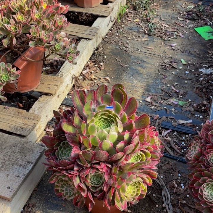 孔雀翎鲜花5123456