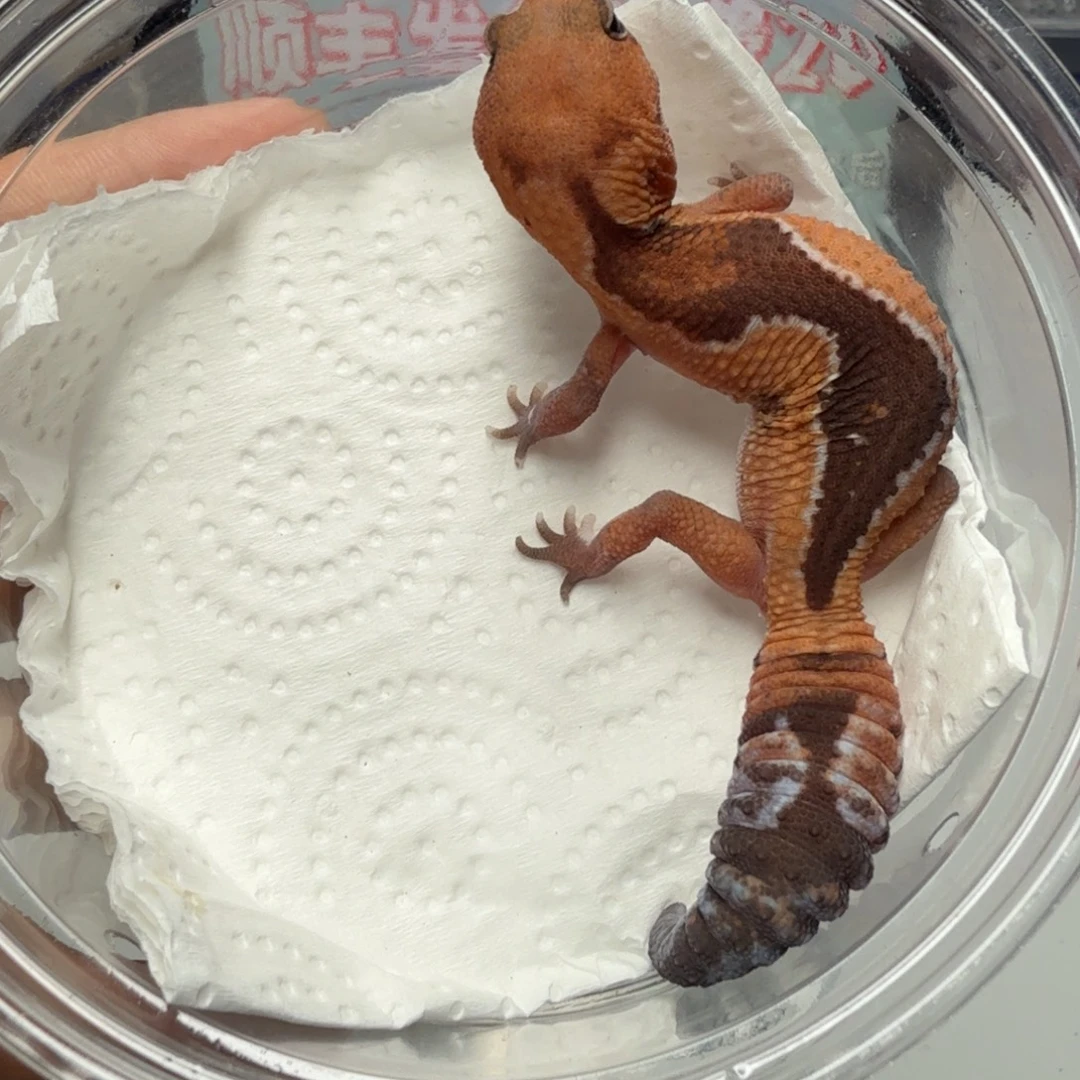 肥尾守宫祖鲁隐橘白妹妹