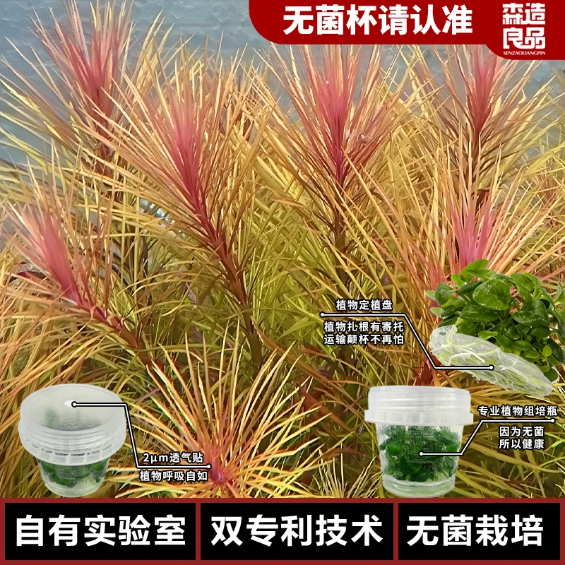 紫百叶后景水族箱无菌水草鱼缸淡水造景增氧阳性真草净化植物