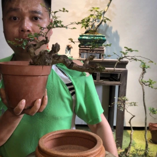 无花朵盆景盆栽植物（不包成活率）