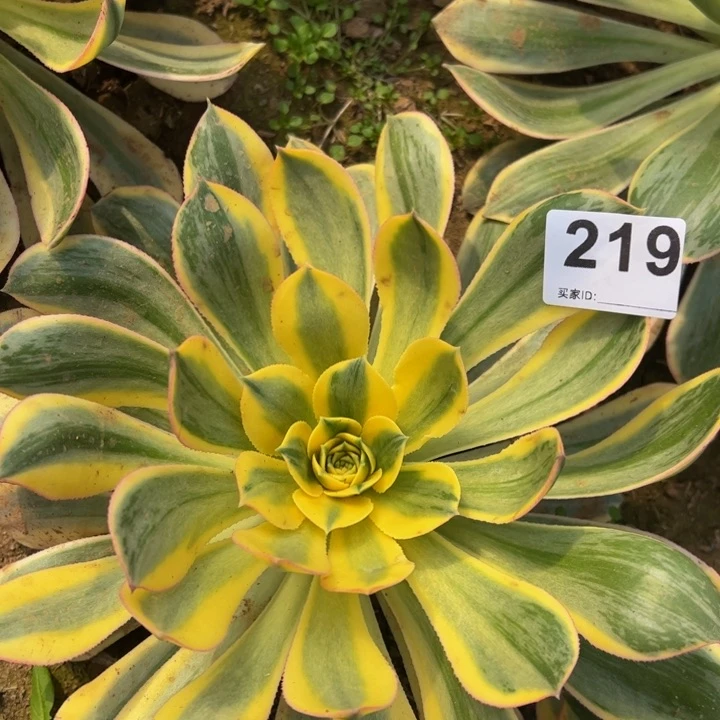 灿烂多肉植物219