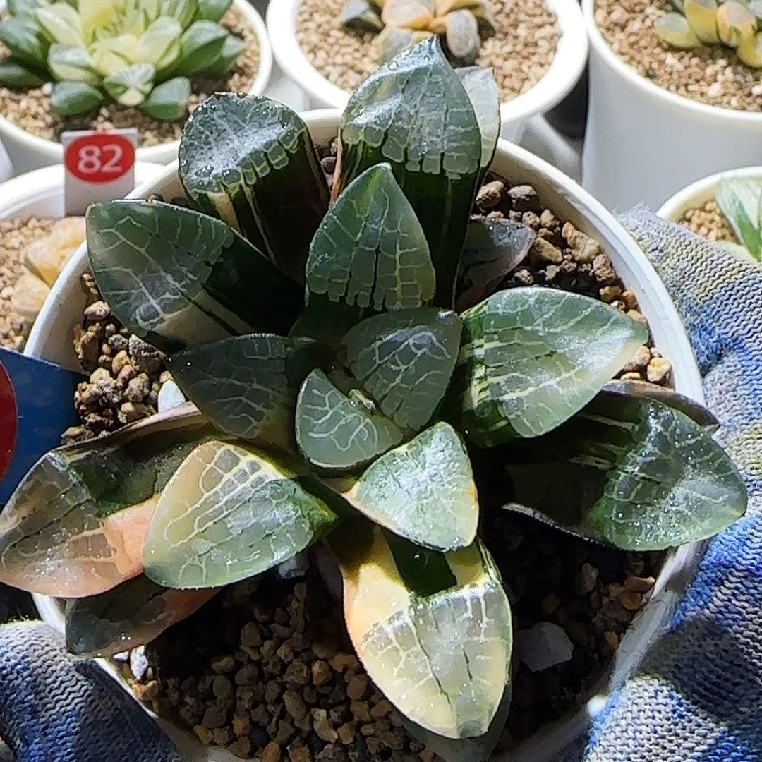 367号万华镜XJP克锦 8 厘米左右一物一拍带盆发货