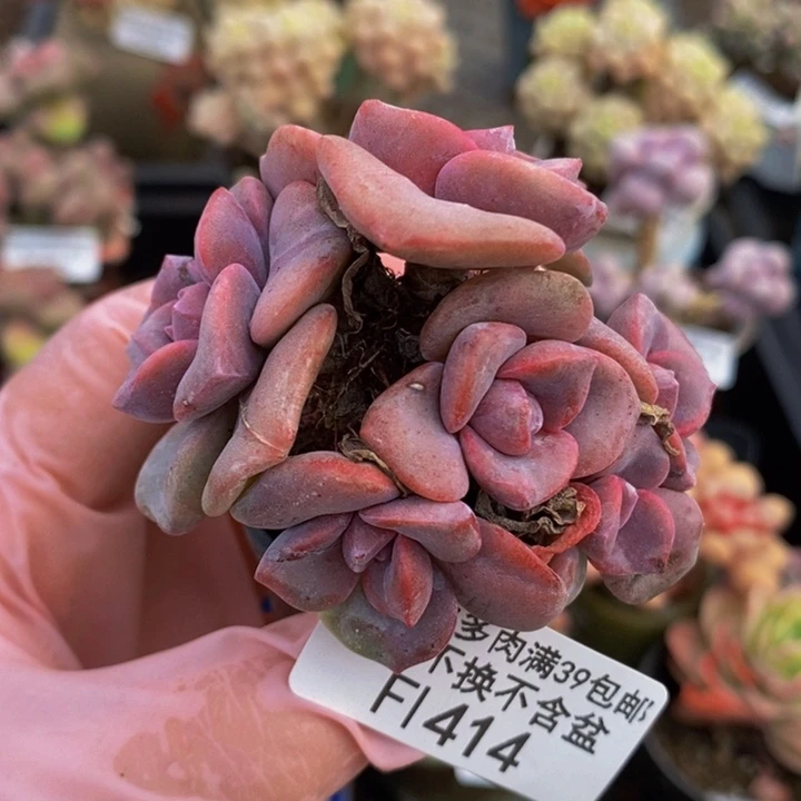 腰子彩虹糖6cm414多肉植物