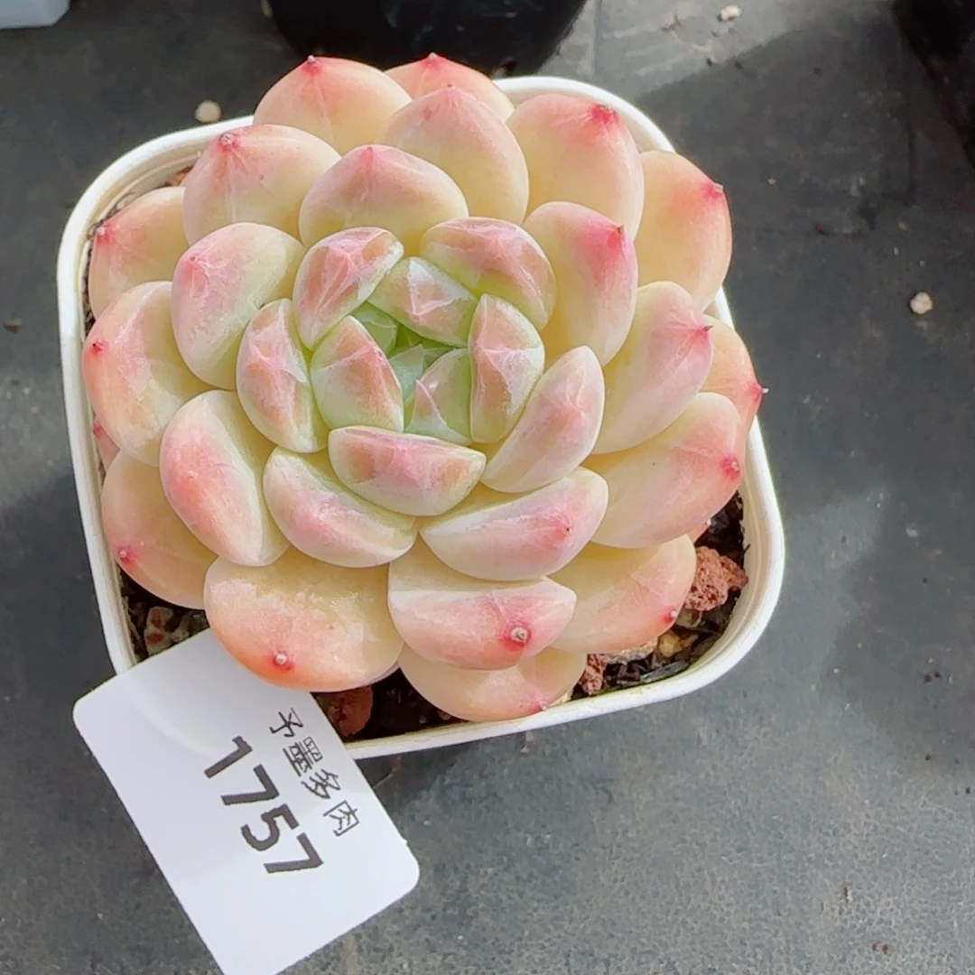 黄冰魄，1757多肉植物