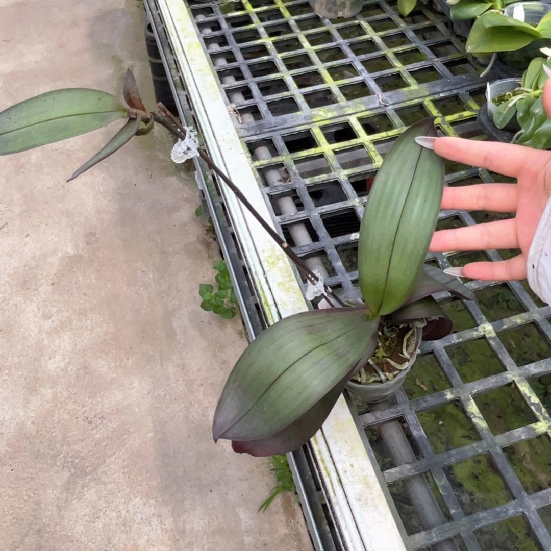 当前无花栽培后可以开花YC13，2.8碳棉壮苗，高芽+侧芽
