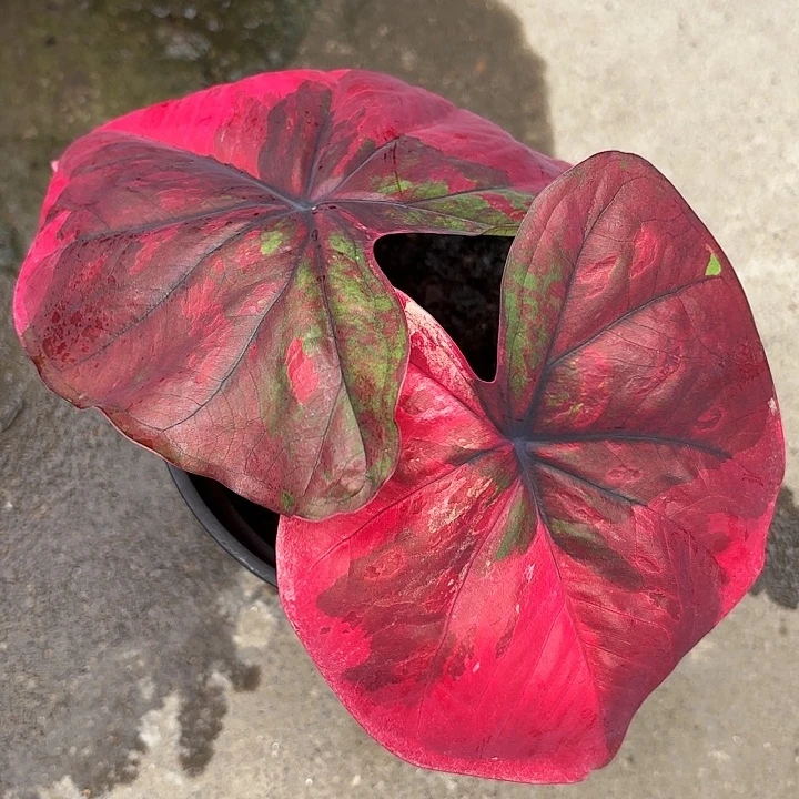 703-0806变异魔广东现货