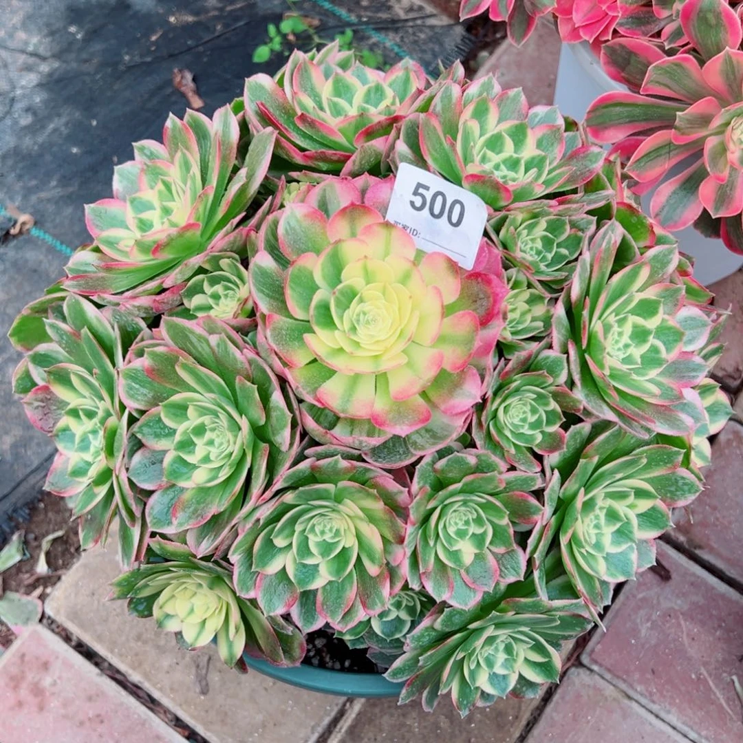 500海仙法师多肉植物