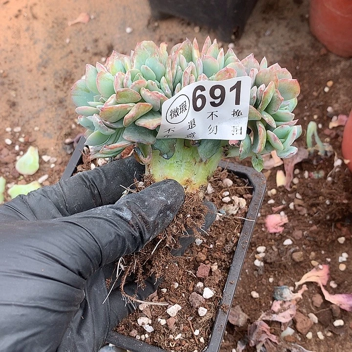 白凤缀化 多肉植物9.28号发