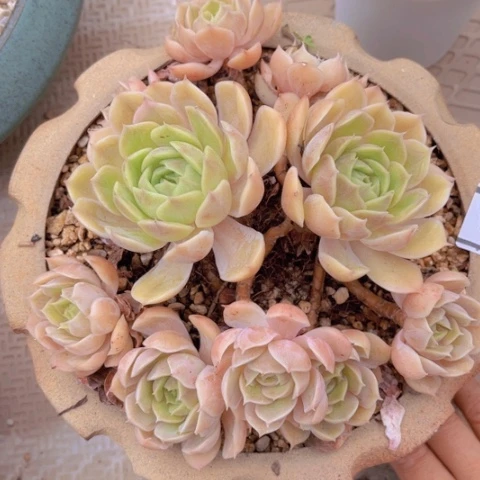 昂斯诺多肉植物1661