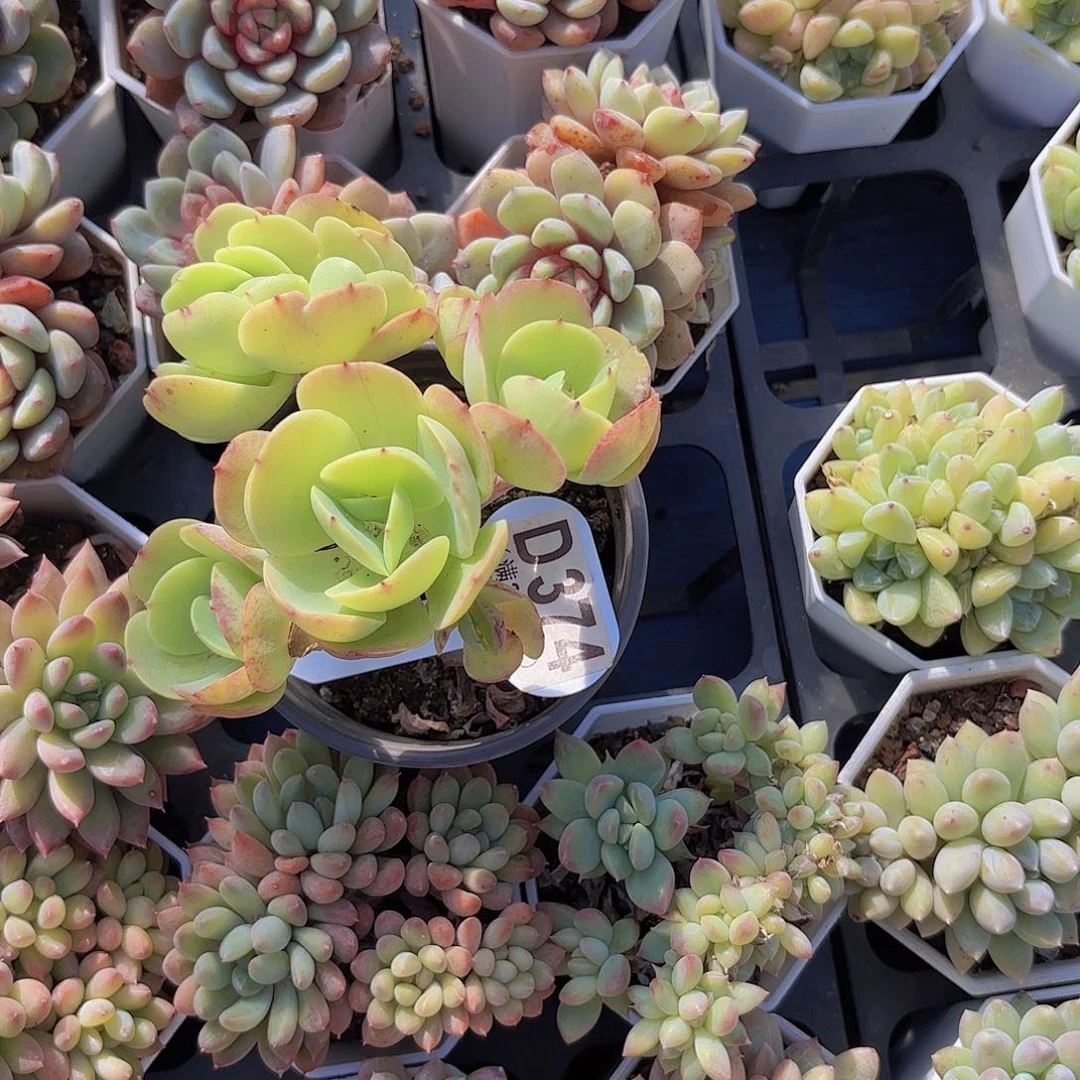 1****9D374鸡蛋碧桃缀一物一拍