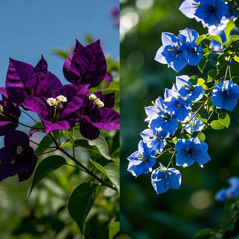 新品三角梅【蓝蝶/紫燕】带叶带土带根不带花