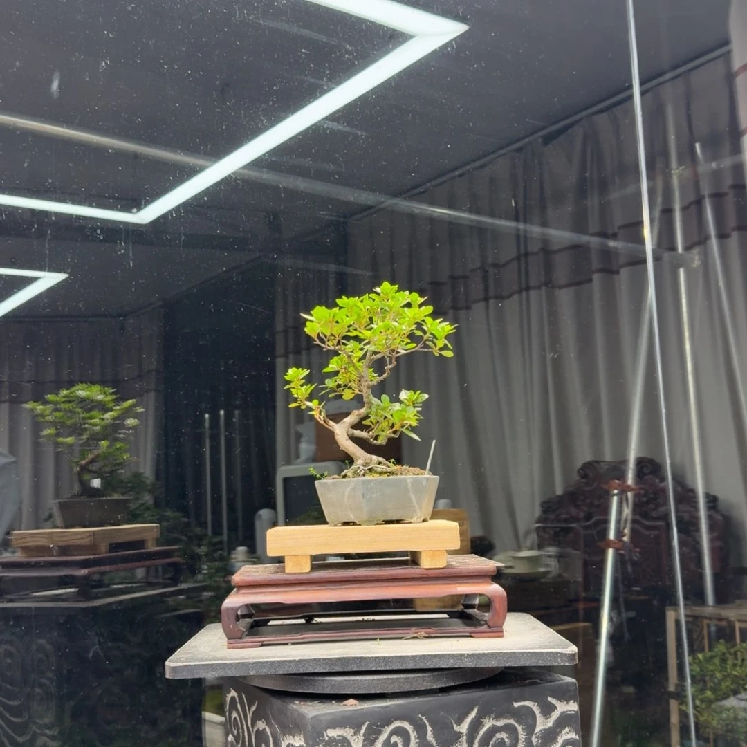 雨***漫无花朵花卉苗木花卉