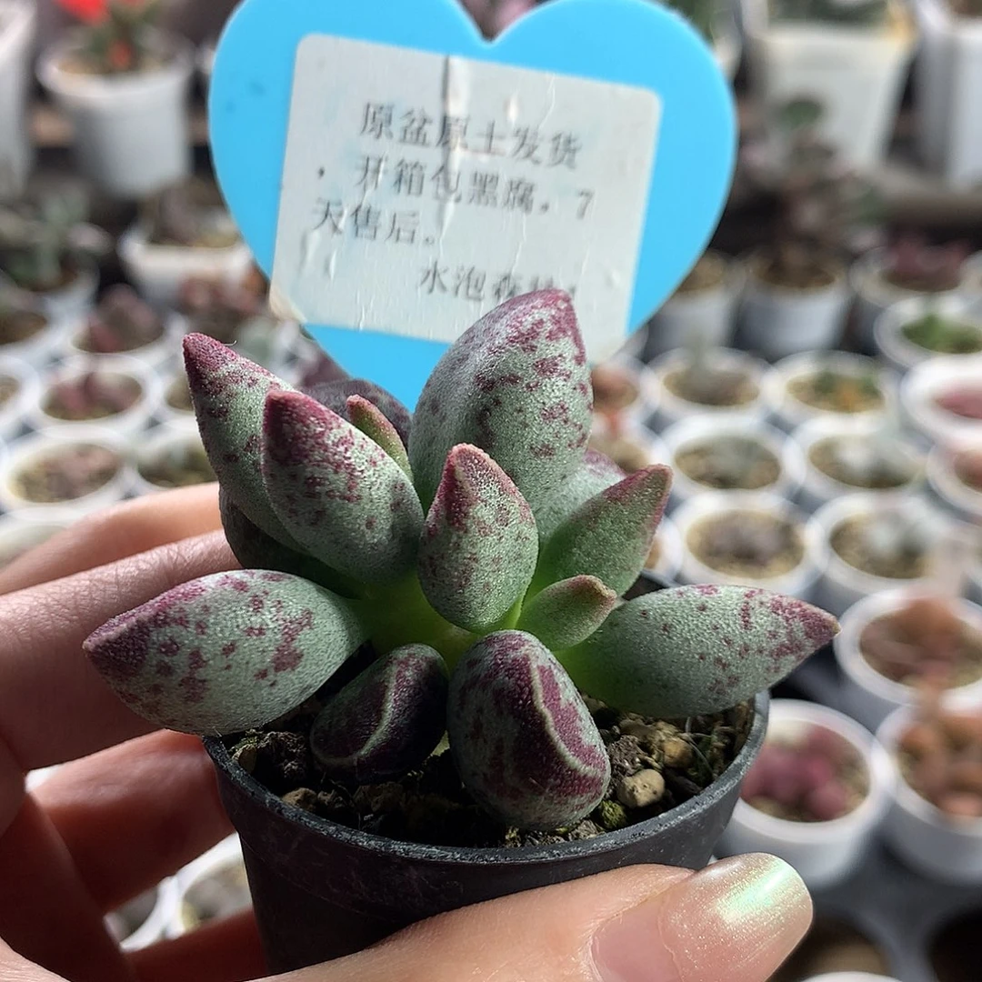 多肉水泡AV水泡专拍