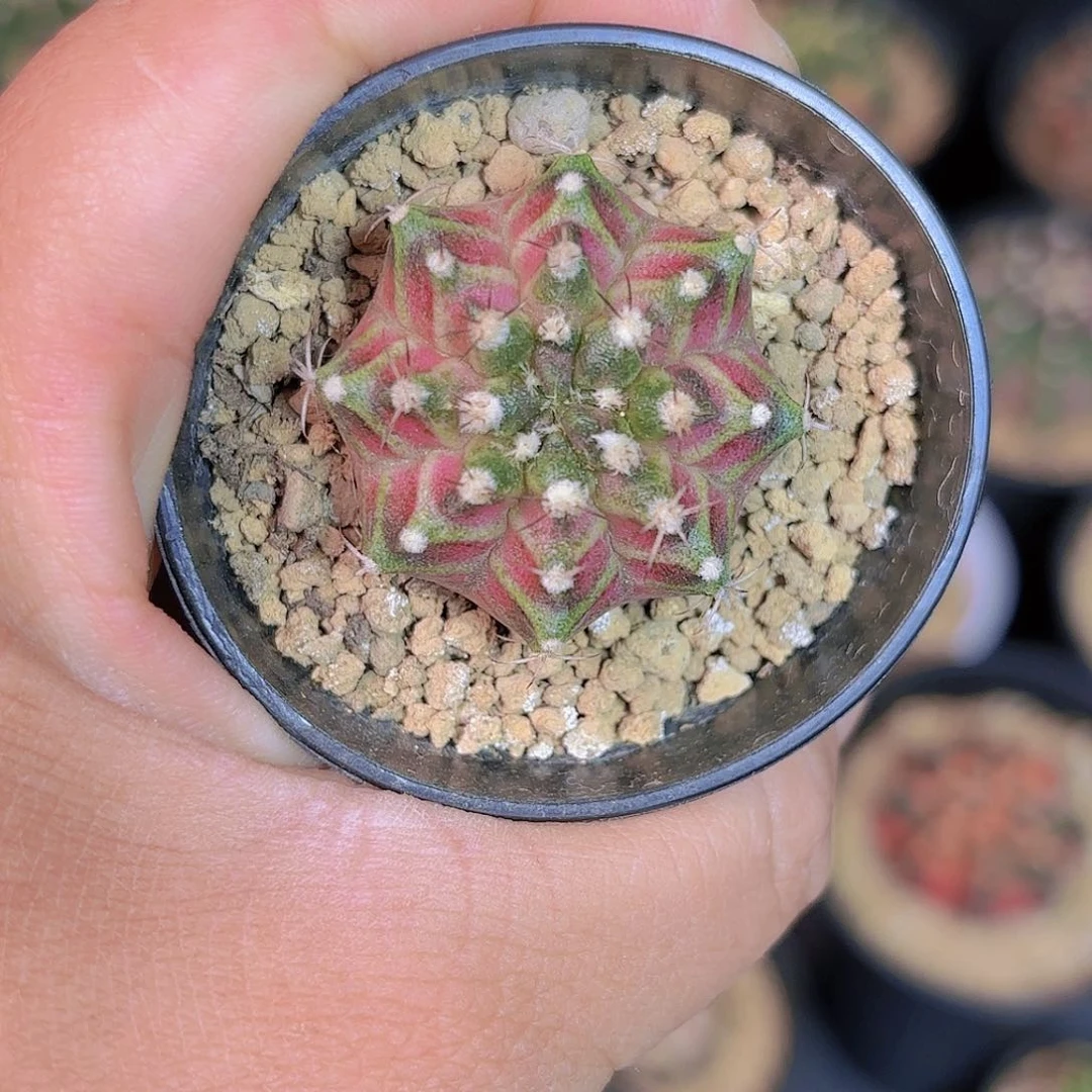 泰系实生海神轮回仙人球51号