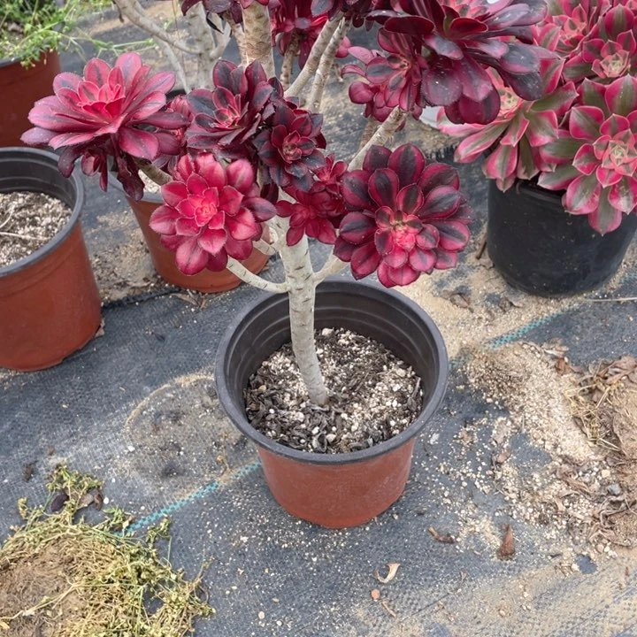 80香有砍法师多肉断枝不售后