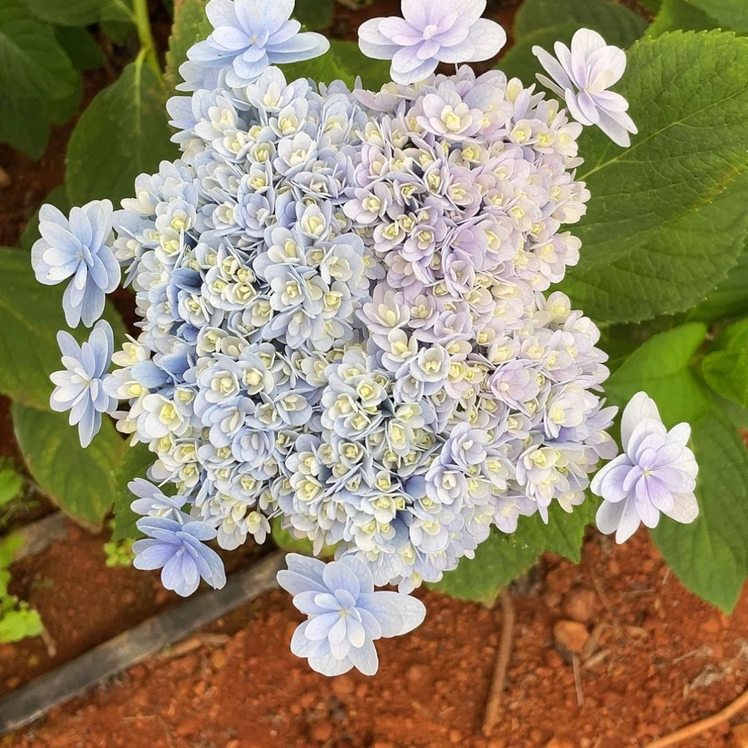绣球切花一物一拍3枝起包邮，50