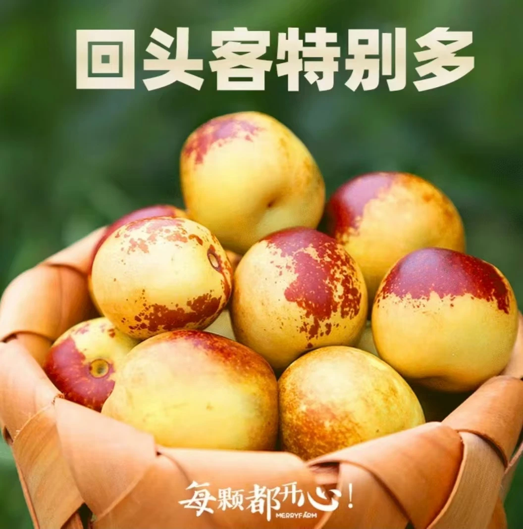 正宗沾化冬枣大果  5斤包邮