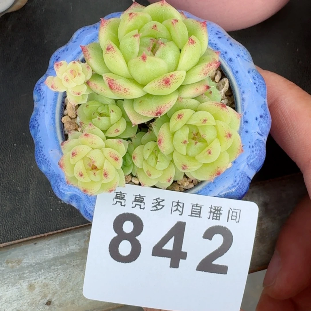 麦秆群生          摇身一变高富帅，一夜暴富动作快