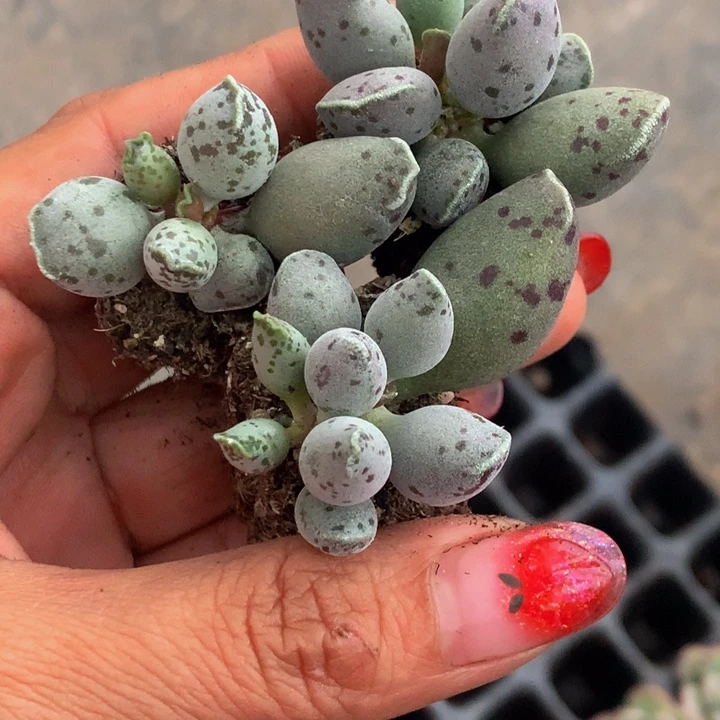 海豹小 拍5发6个 颗（满9.99包邮不满9.99发叶子）