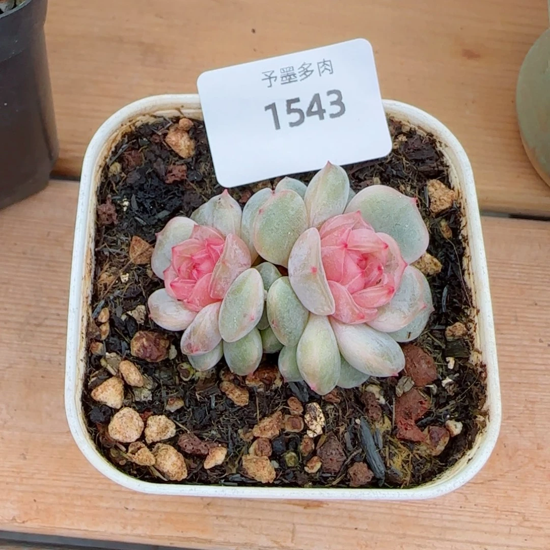 粉恋，1543多肉植物