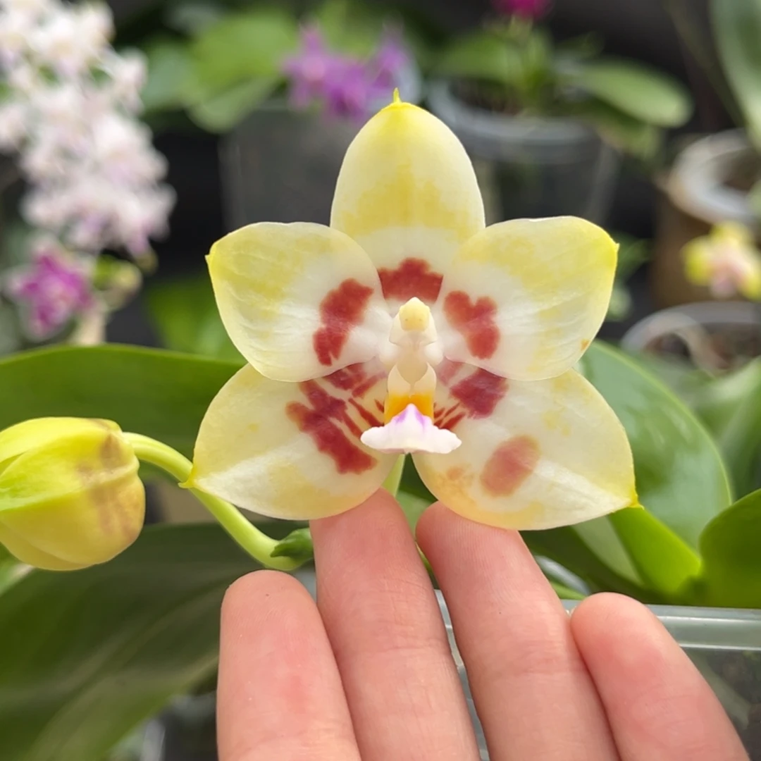 完全开放4寸1189开花株