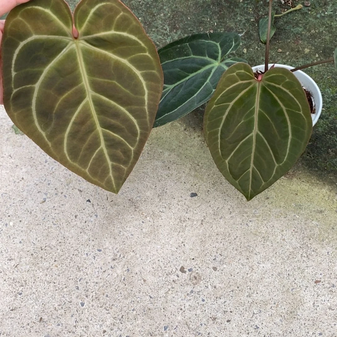 不开花植物2颗活动（无售后）