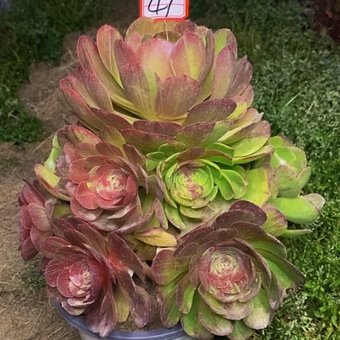 花月夜捧花法师41号链接