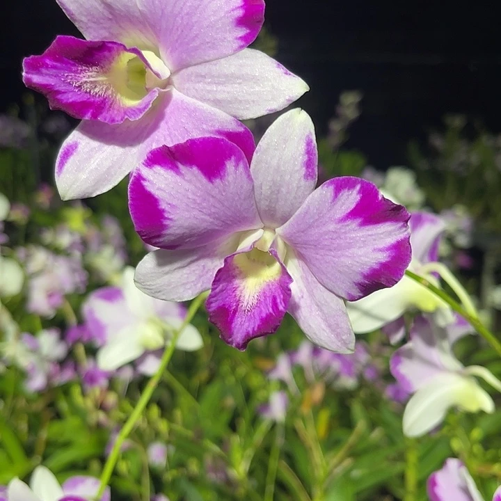 当前无花朵，栽培后可花朵青木优选株量拍