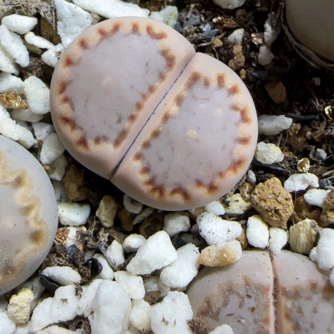 12.13.c24饼干.9016尺寸1.7cm