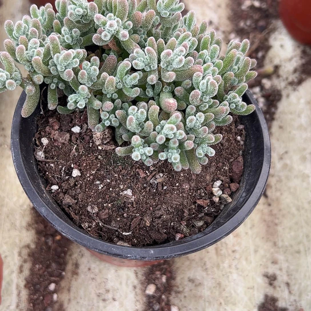 卡***洛枝干番杏大盆冰晶