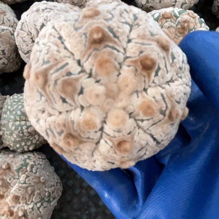 完全开放兜兜兜1