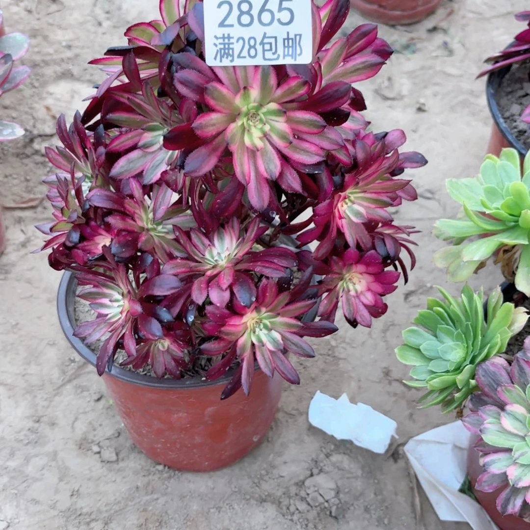 2865月婵多肉植物法师