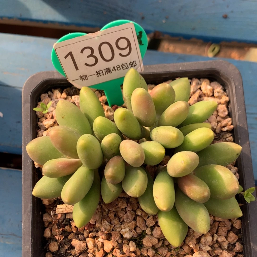 芒果奶无砍平头1309