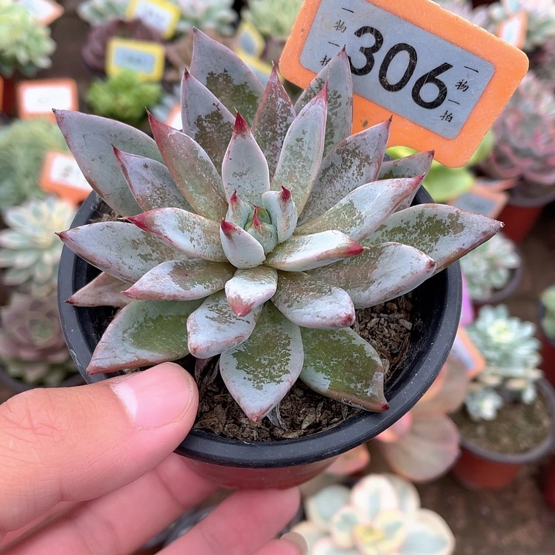 魔爪杂306号多肉植物