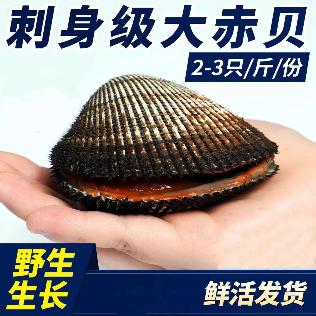 赤贝鲜活口感鲜甜细嫩大赤贝新鲜包邮顺丰日料刺身鲜活特大号带壳
