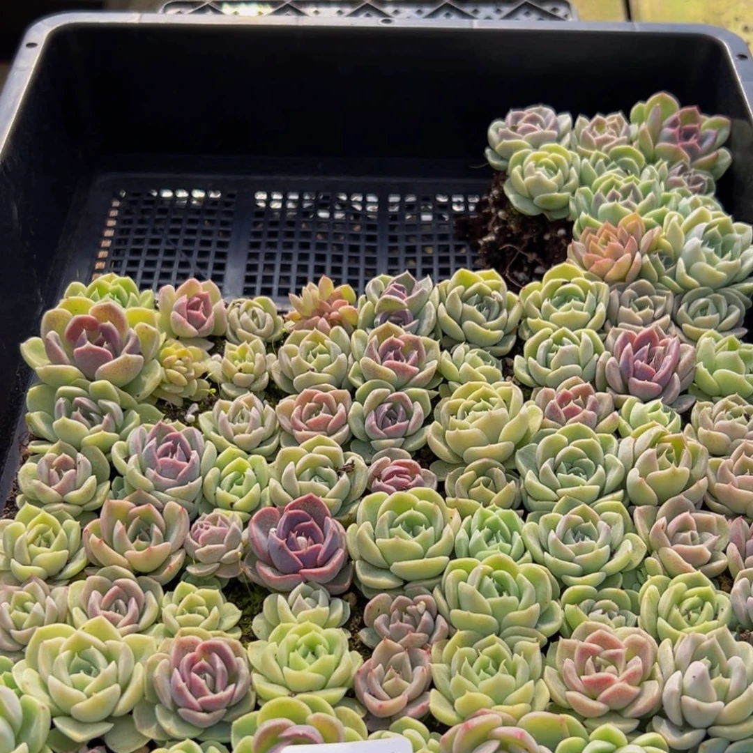 154多肉葡萄的味道是