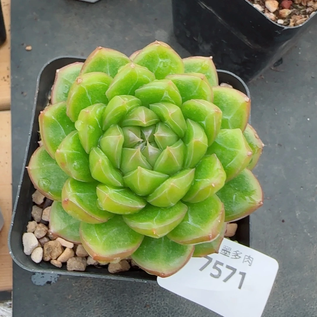 糖果珍妮，7571多肉植物