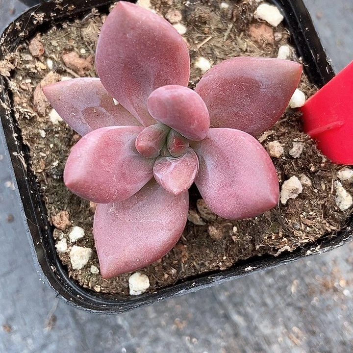 多肉植物赫菲斯托828