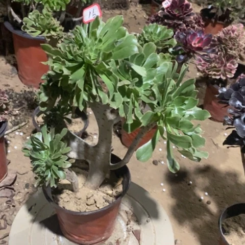 原始绿缀一物一拍