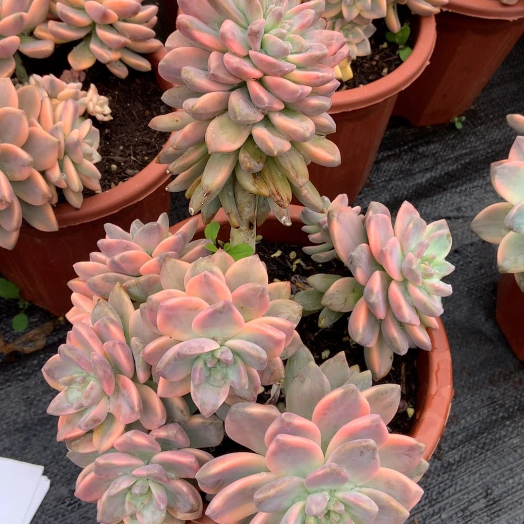 淡雪锦1048晓晓一物一拍冷链