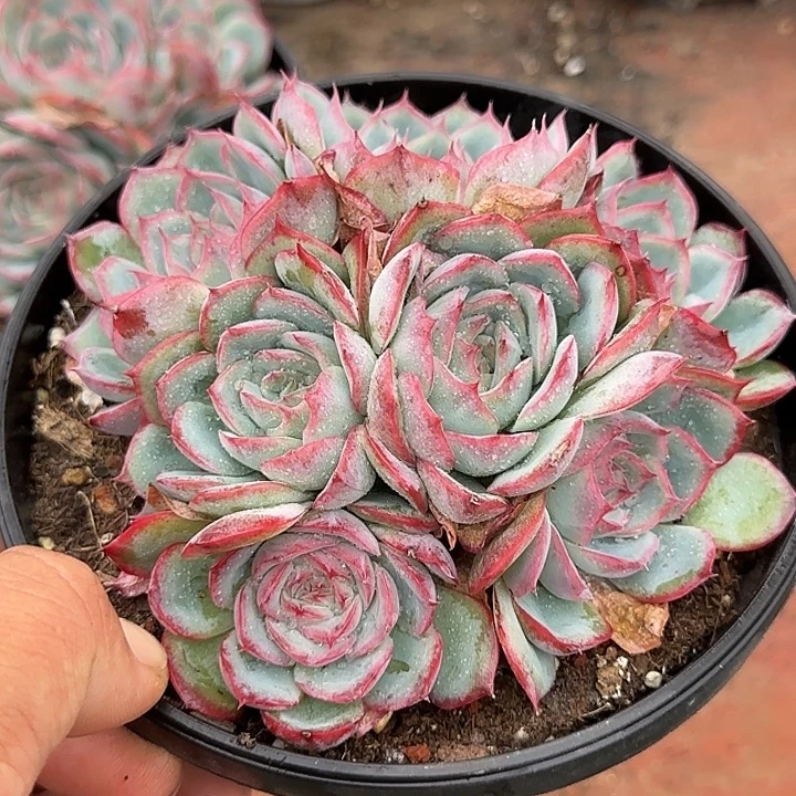 桃***妈侧影惊鸿一物一拍包装收缩花旱