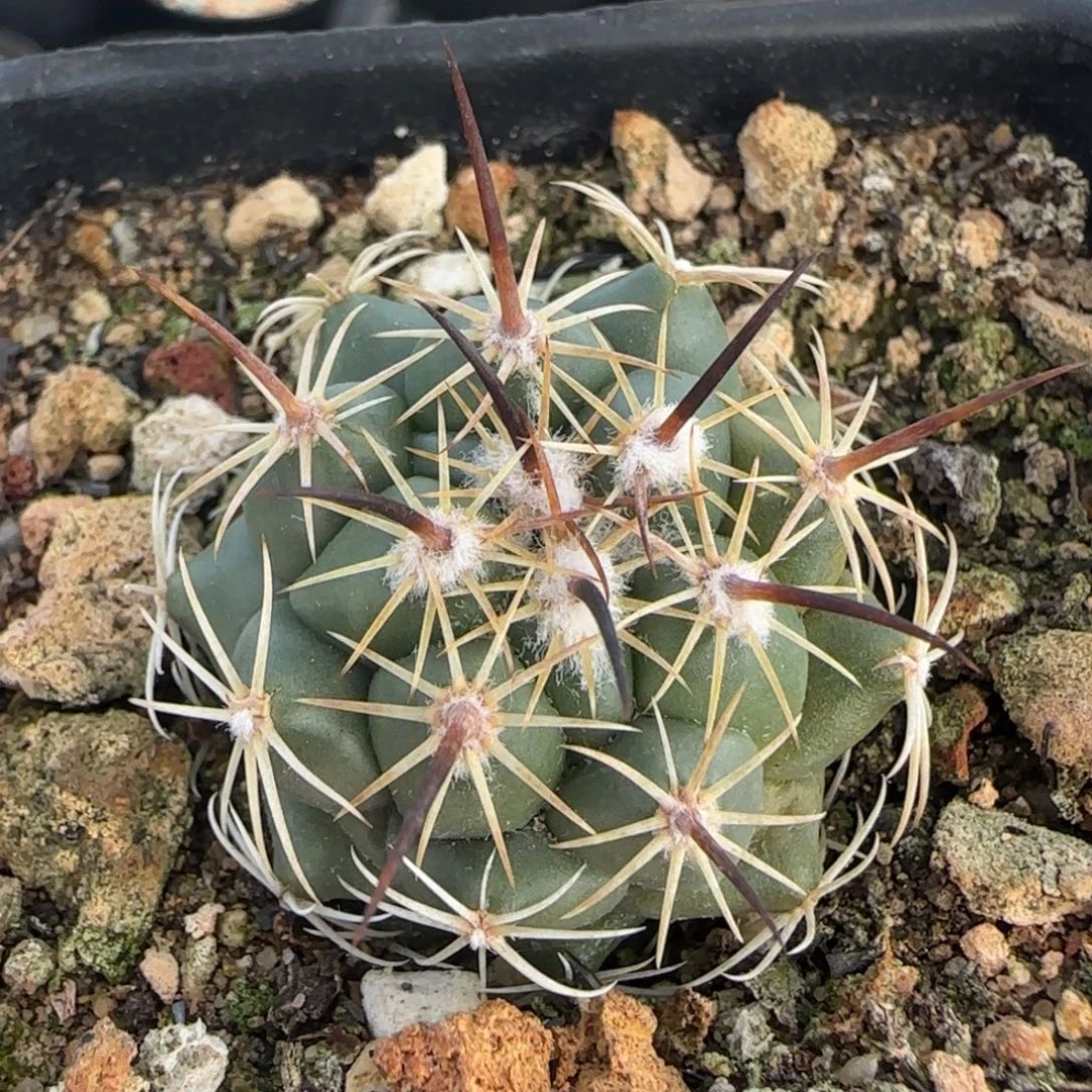 011实生枪骑士多肉3.4