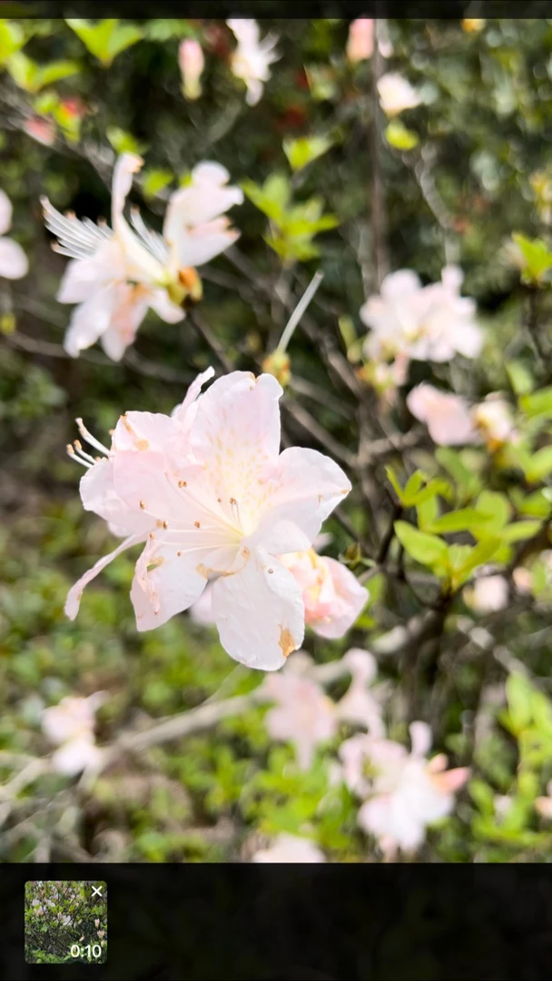 映山红海岛盆景素材紫薇，一物一拍，不支持七天无理由老桩退换绿植
