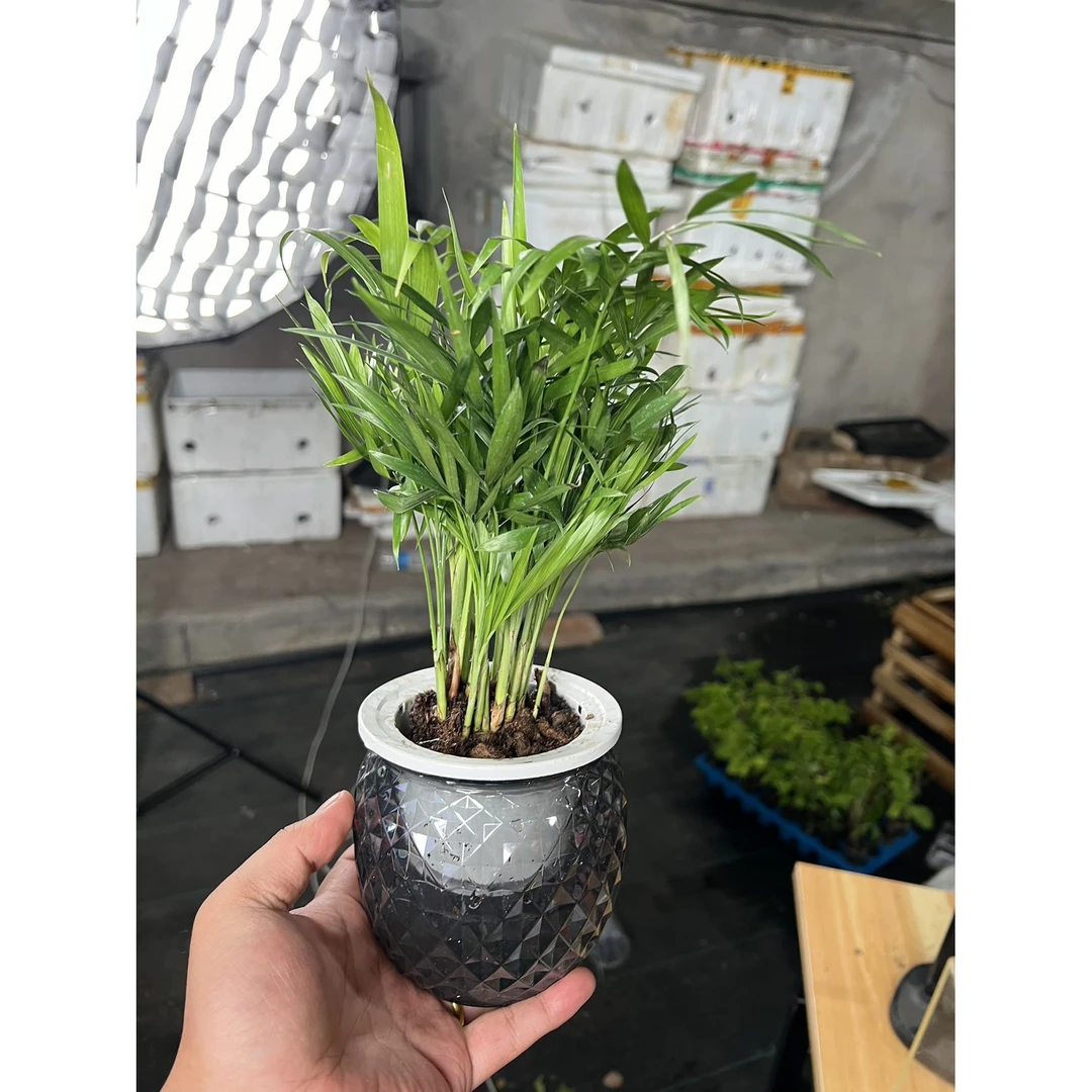 (新疆包邮)水培富贵椰子袖珍椰子水培植物室内净化空气懒人绿植