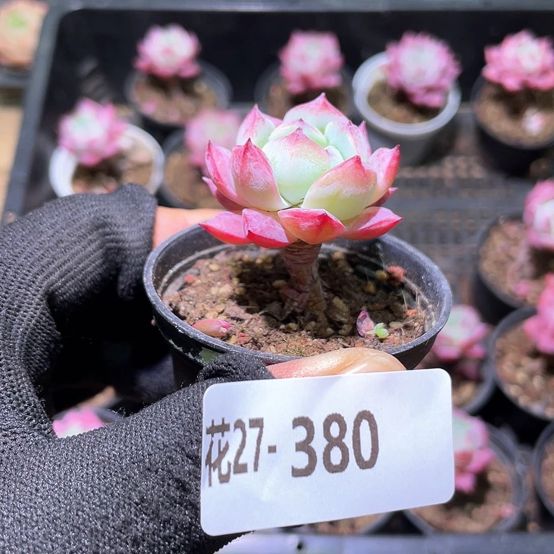 花利美27-380豆蔻