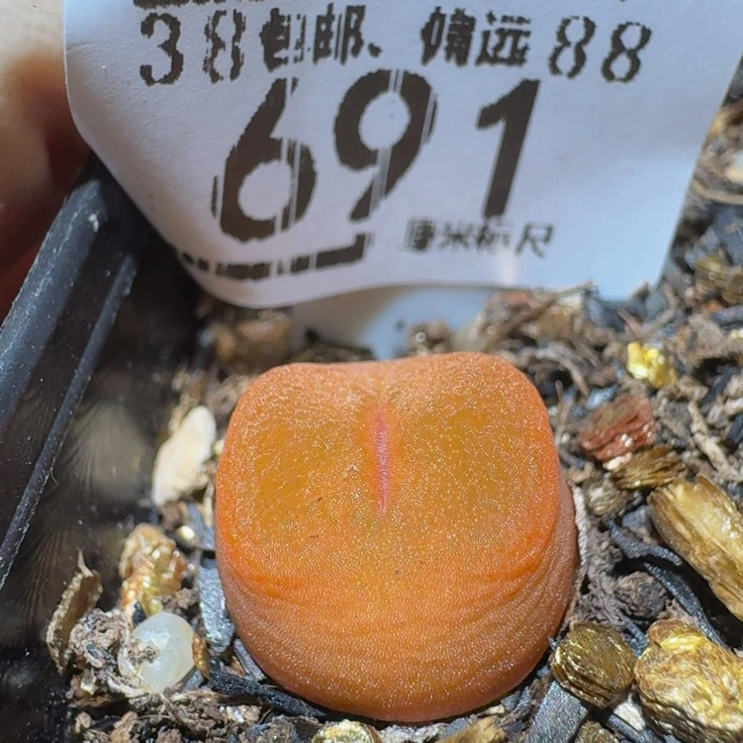 Sssss精品生石花691