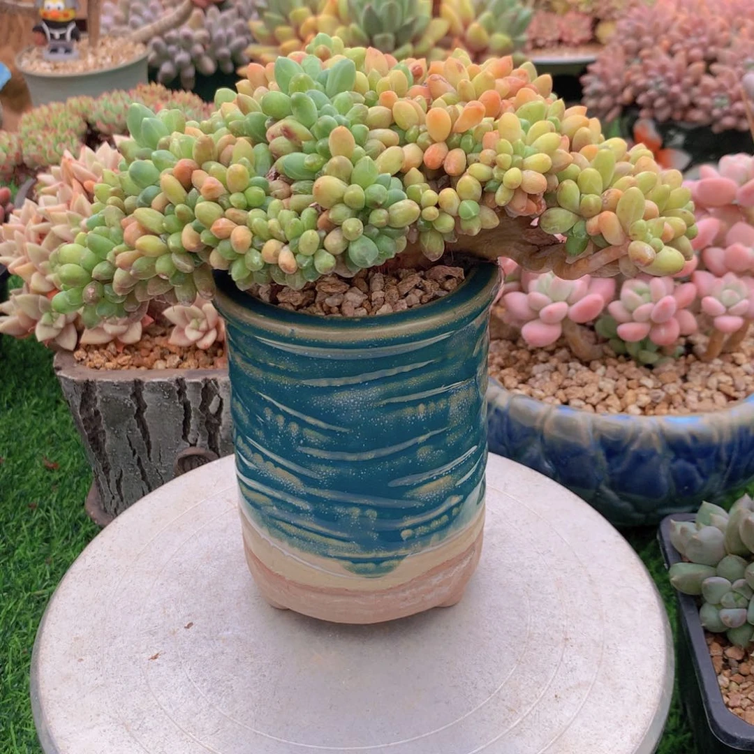 千代田 一物一拍