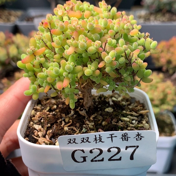 227蜜桔