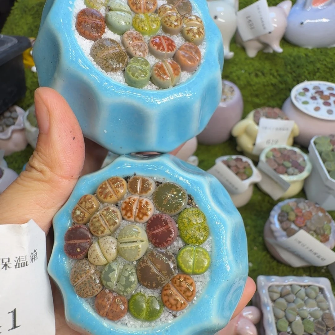 娜***）多肉植物福利冲1441
