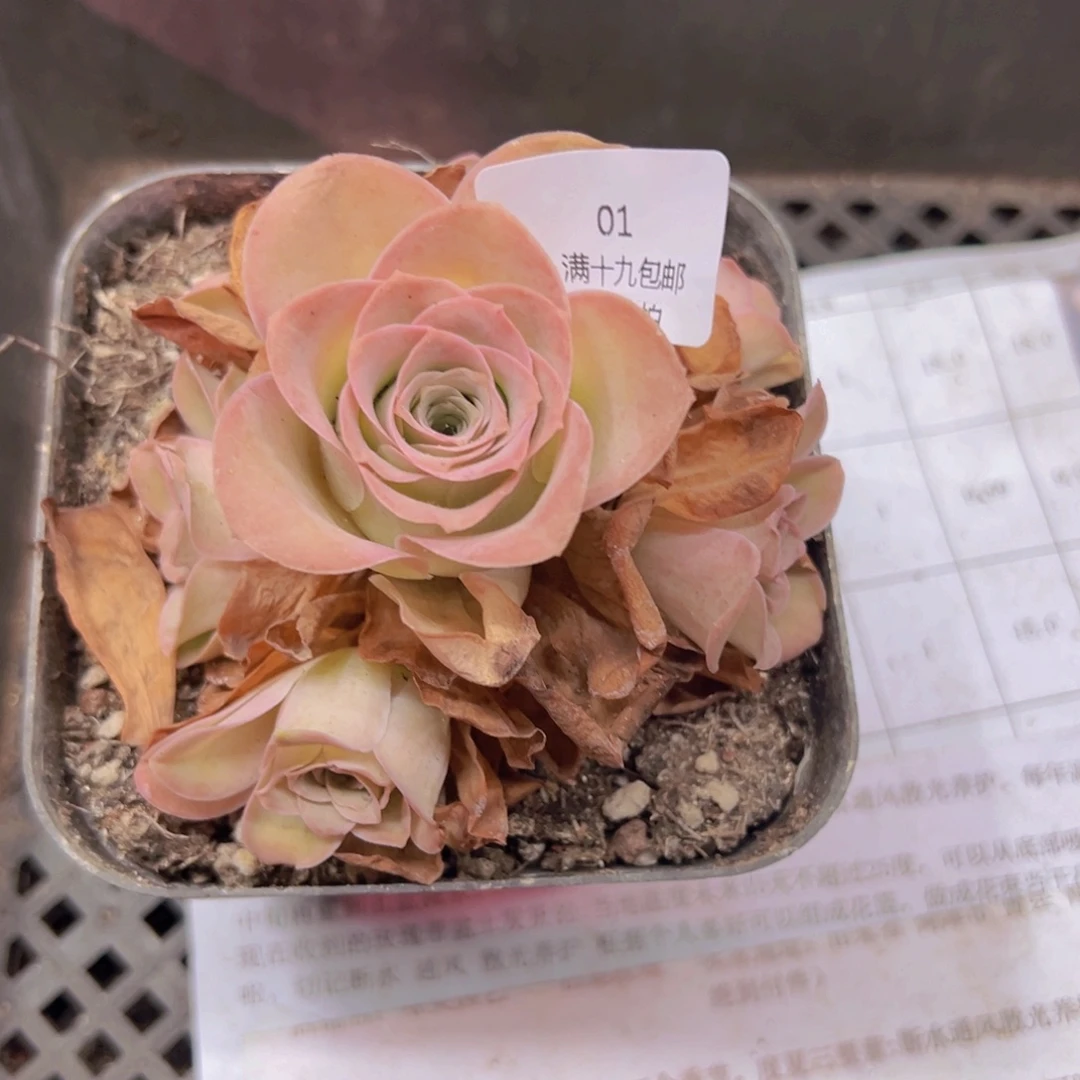 01 山地玫瑰基地发货无售后